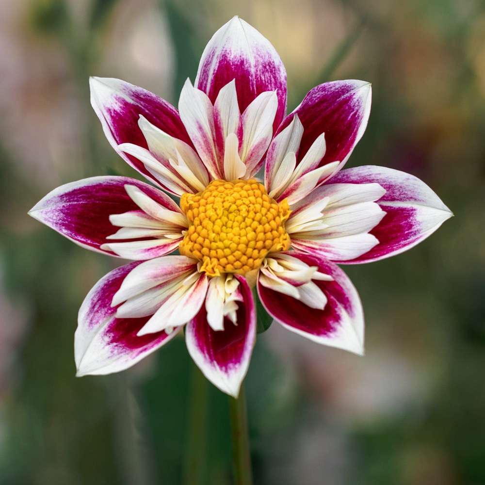 Dahlia 'Fashion Monger'